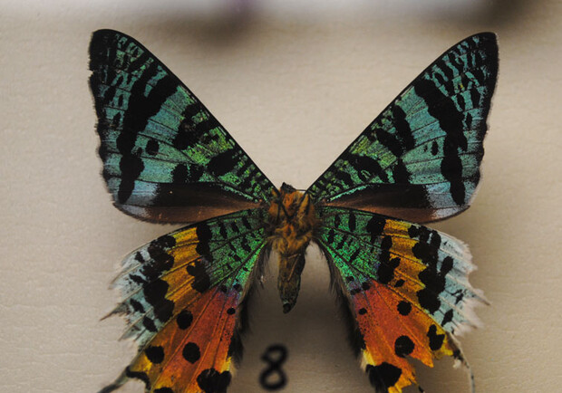 Афиша - Выставки - Выставка бабочек и тропических животных «Красавицы и чудовища»