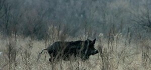Умирают от опасной болезни: у диких кабанов на Хортице обнаружили африканскую чуму
