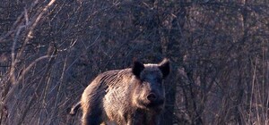 Африканская чума свиней на Хортице: ввели карантин и следят за торговлей свининой в городе