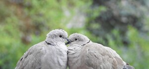 Видимо сильно мешали: на Тополе мужчина расстрелял голубей (видео)