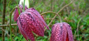 Як доїхати: біля Львова заквітла долина 