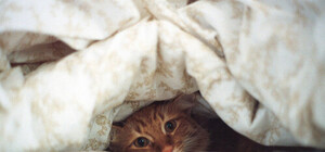 Не вылезай из-под одеяла: какая погода сегодня в Запорожье