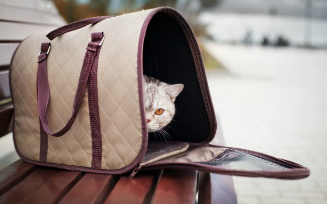 Кошку выбросили в сумке. Фото: Pexels