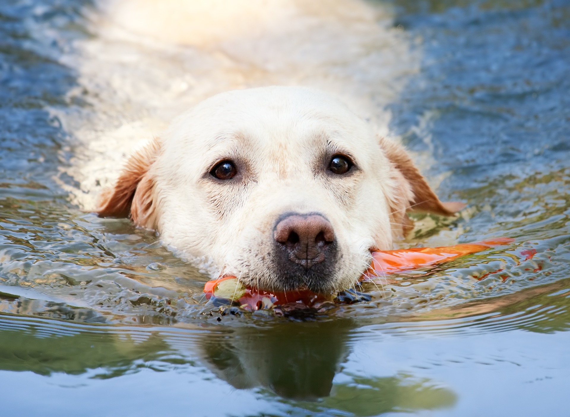 В Днепре собаку скинули в воду. фото: pixabay.com