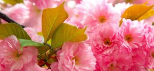 Без сакур і калини: у Парку культури покрали молоді дерева