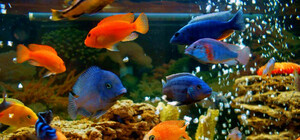 Постоянная выставка рыб и пресмыкающихся