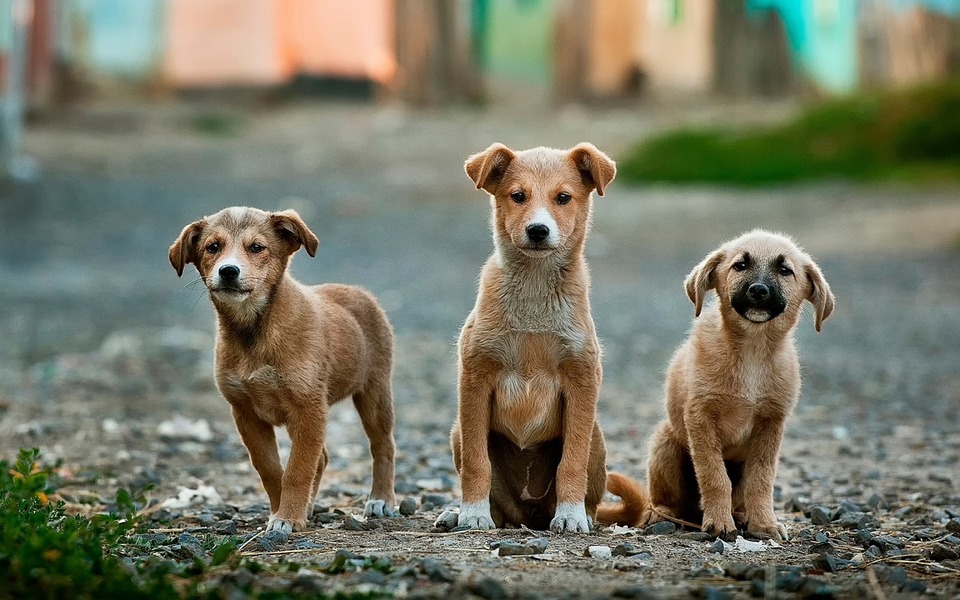 В Днепре у пенсионерки забрали 34 измученных собаки. Фото: pixabay.com