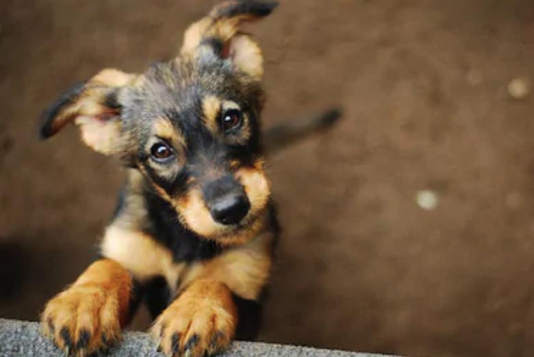 На Запорожском шоссе семья спасла от смерти щенка. Shutterstock