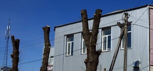 Реестр зеленых насаждений: в Харькове экологи придумали, как бороться с вырубкой деревьев коммунальщиками