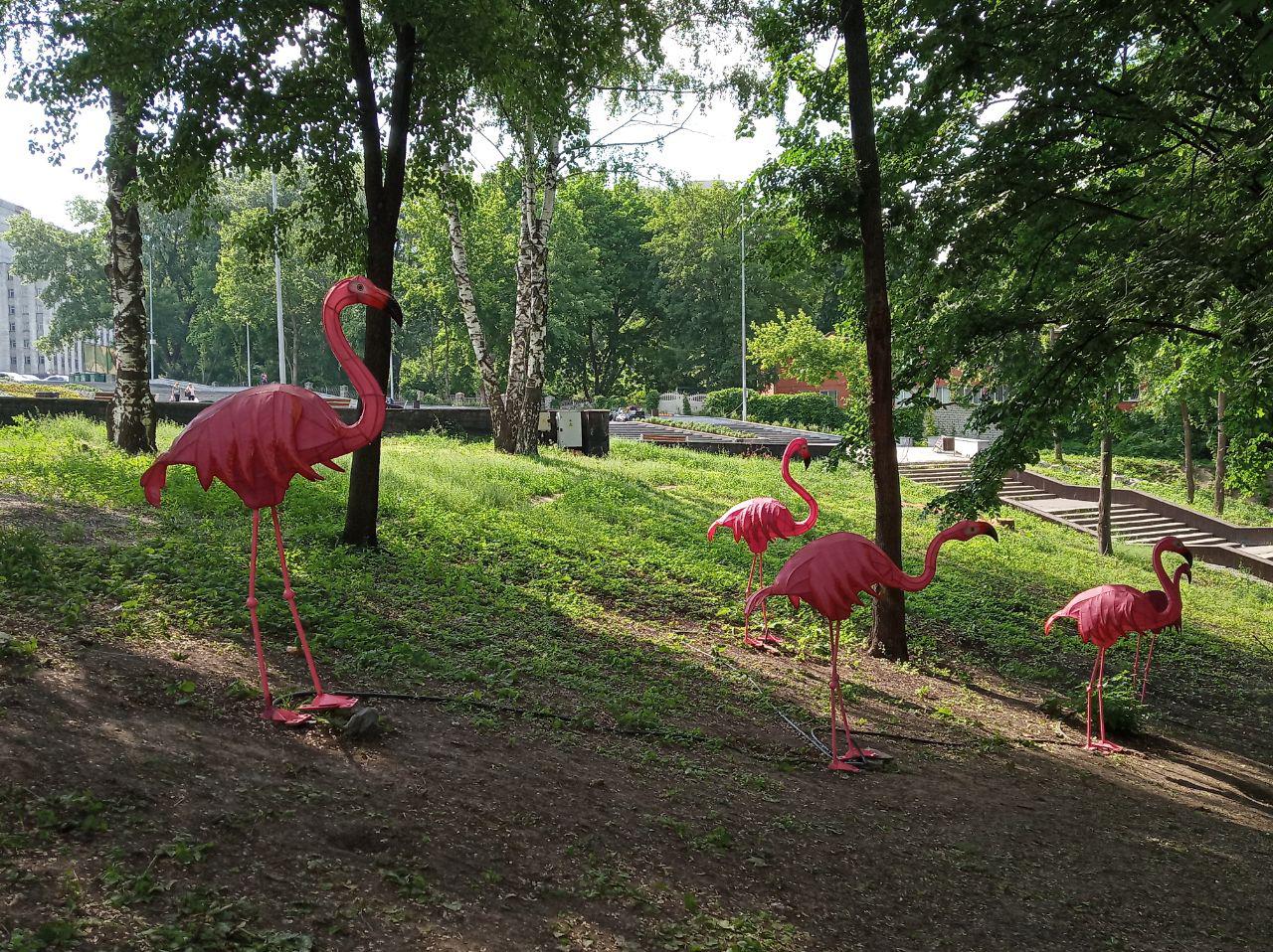 Фламинго в парке Зеленый Гай. Фото: Екатерина Шевцова.