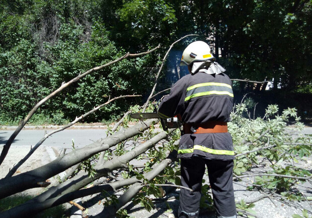 На Тополе упало большое дерево на дорогу. фото: ГСЧС