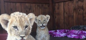 Заряд умиления: в зоопарке под Запорожьем подрастают львята (видео)