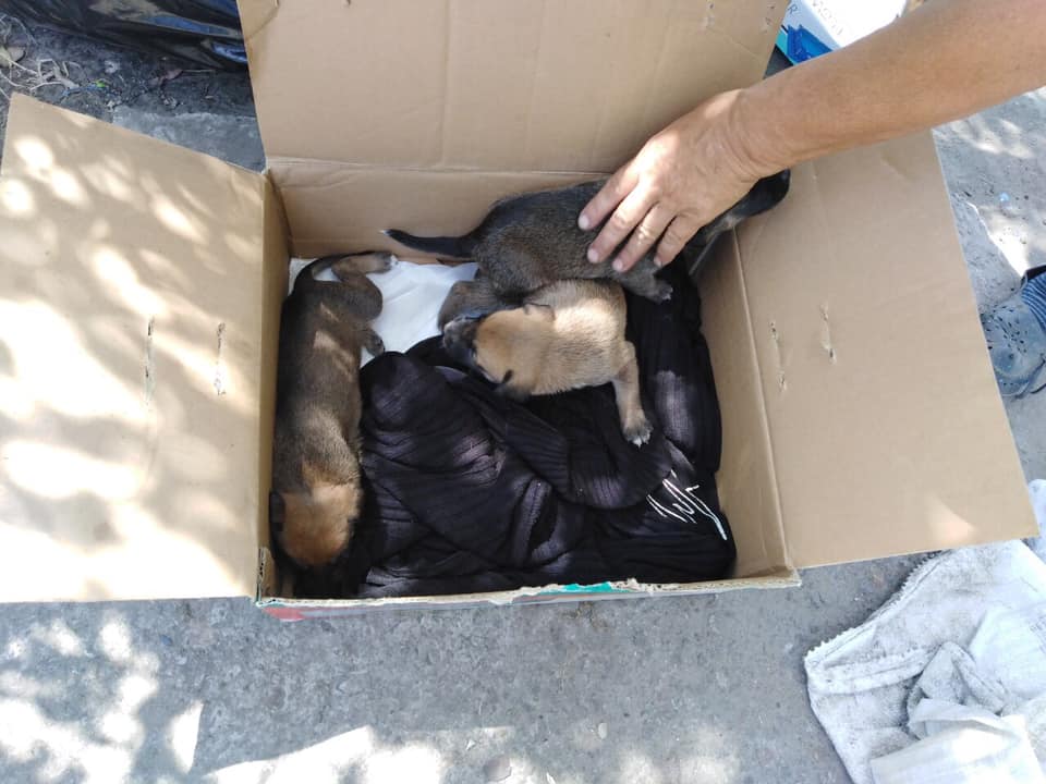 Щенков положили в коробку и выкинули в мусорный бак. Фото: Общество защиты животных "Ковчег"