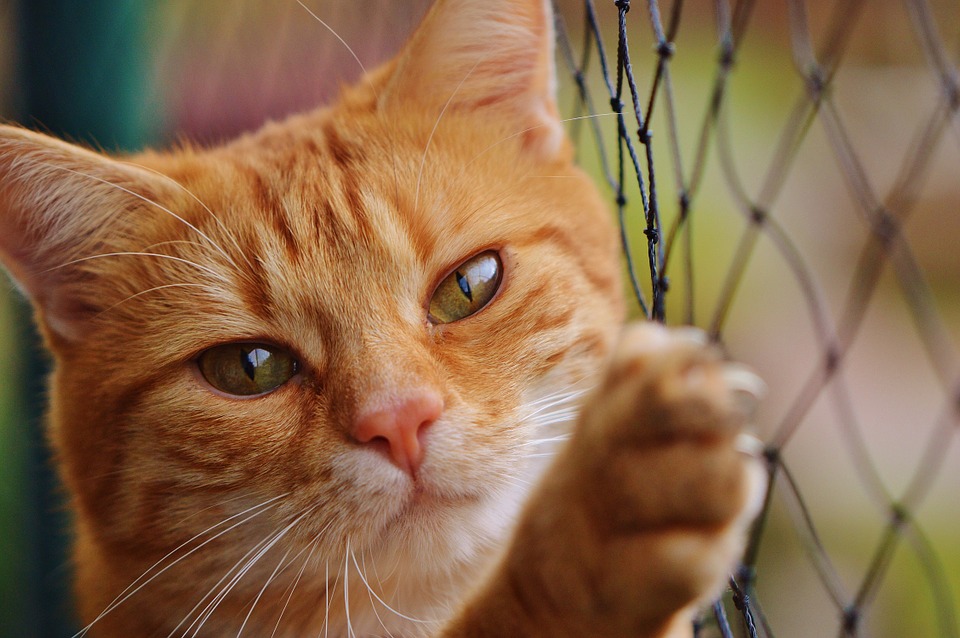 Спасатели освободили кота из деревянного плена. Фото: pixabay.com