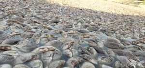 Экологическая катастрофа: тонны мертвой рыбы на водоеме под Запорожьем (фото)