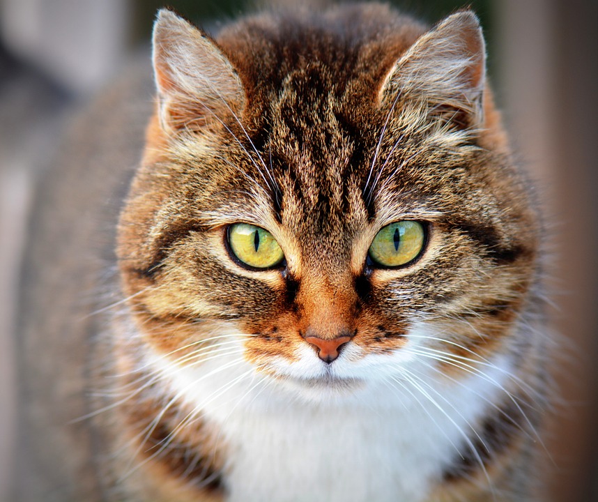 В Днепре продолжают зверски убивают котов. Фото: pixabay.com