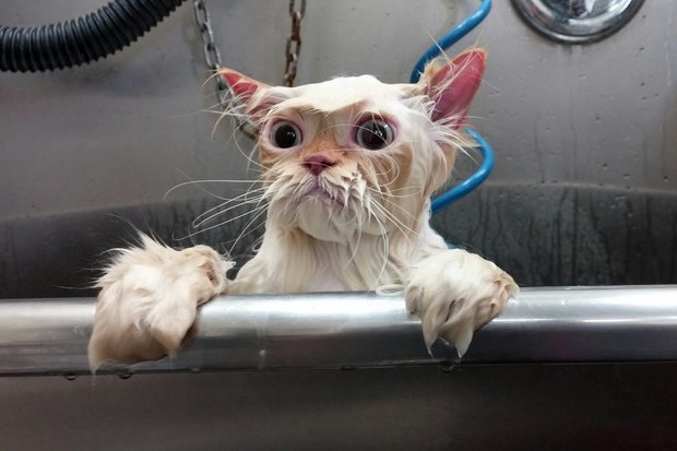 Кот, "выживший" после ванной. Фото:
Tut.by