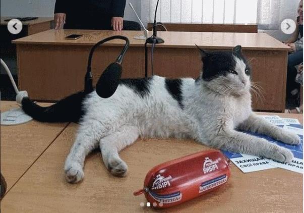 Суд над котом в Запорожье. Фото: портал Актуально.