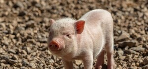 В Полтавской области зафиксирована первая в 2019 году вспышка АЧС