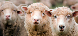 На глазах у детей: в одесском парке кавказцы решили резать баранов