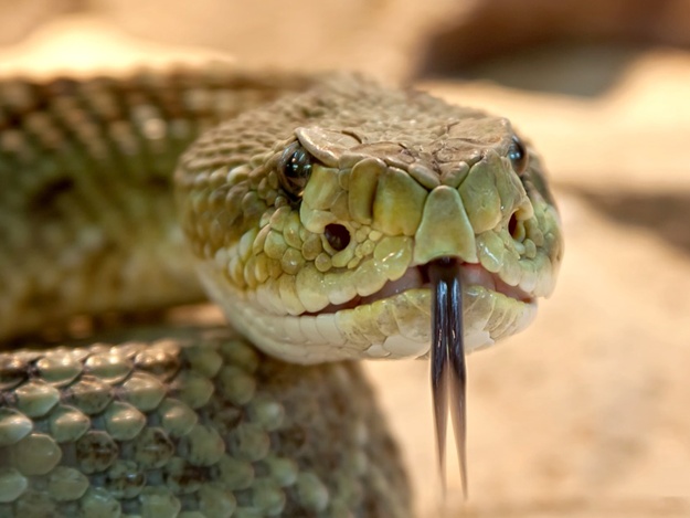 Огромная змея заползла во двор / pixabay.com