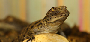 Видеофакт: в харьковском зоопарке родились крокодилы