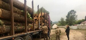 Видеофакт: СБУ блокировала масштабные кражи древесины на Харьковщине