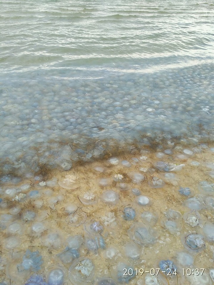 Медузы на Азовском море. Фото: Наталья Шаповалова.