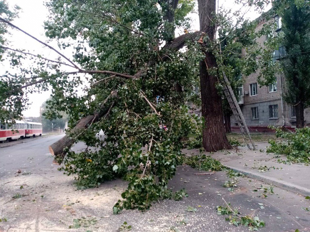 На Пастера упало дерево и заблокировало проезд трамваев / фото: ГСЧС