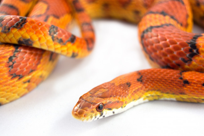 На Тополе заметили оранжевую змею. Фото: artfile.me