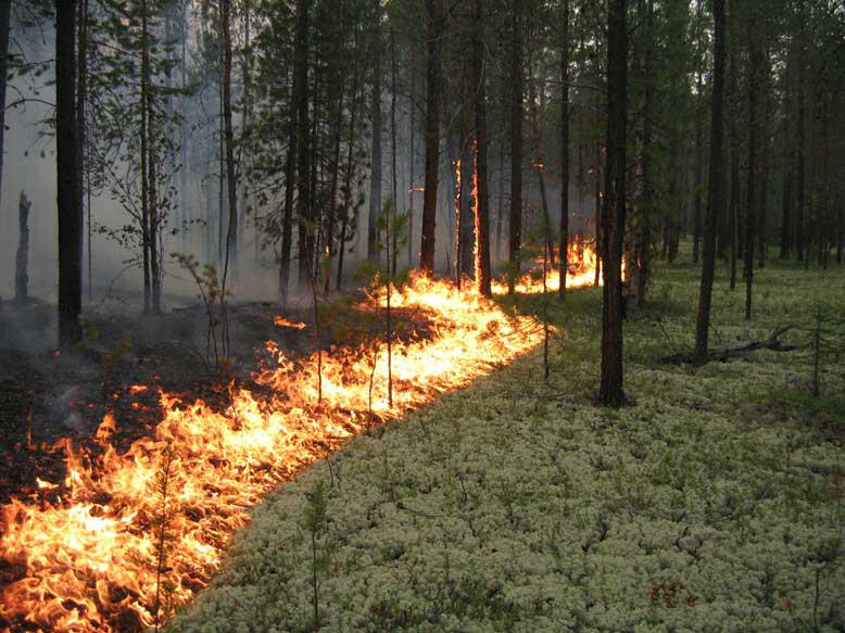 Пожар в лесу Фото: Новости 