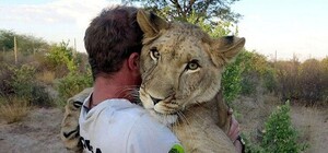 Выросла малышка: под Запорожьем отметили день рождение львицы-первеницы (видео)