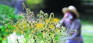 Можно гулять: в Гагаринском парке скосили амброзию