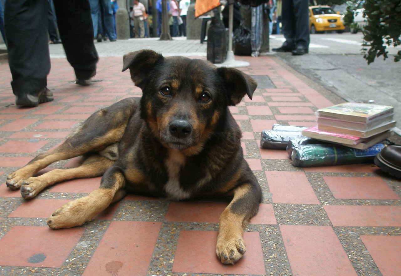 В Днепре в два раза стало меньше бездомных собак
Фото: pixabay.com