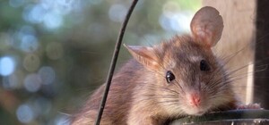 Опасные соседи: в центре города бегают большие крысы