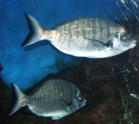 Справочник - 1 - Аквариум пресноводных рыб
