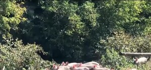 В Полтавской области на село напало около сотни свиней: они уже месяц держат в страхе местных жителей