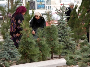 Купить главное новогоднее украшение можно будет и в лесхозе, и на елочном базаре. Фото с сайта fotki.yandex.ru