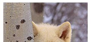 В  Мариуполе убили  трех волков