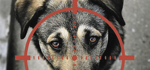 Мешала отдыхать: под Одессой мужчина застрелил соседскую собаку