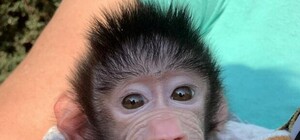 Минутка умиления: в бердянском зоопарке показали улыбающуюся обезьянку (фото)