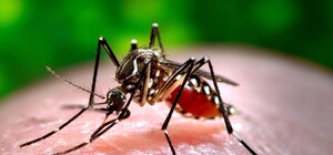 Осторожно: на Полтавщине обнаружили возбудителей лихорадки Западного Нила