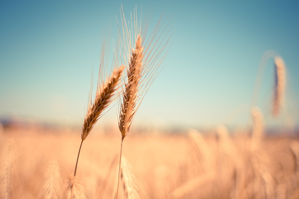 Аграрии беспокоятся о будущем урожае из-за курса доллара; pixabay.com