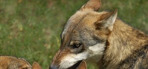 Стали известны подробности нападения бешеного волка в Крыму