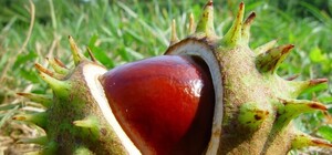 Жителей Киева просят собирать каштаны: куда приносить