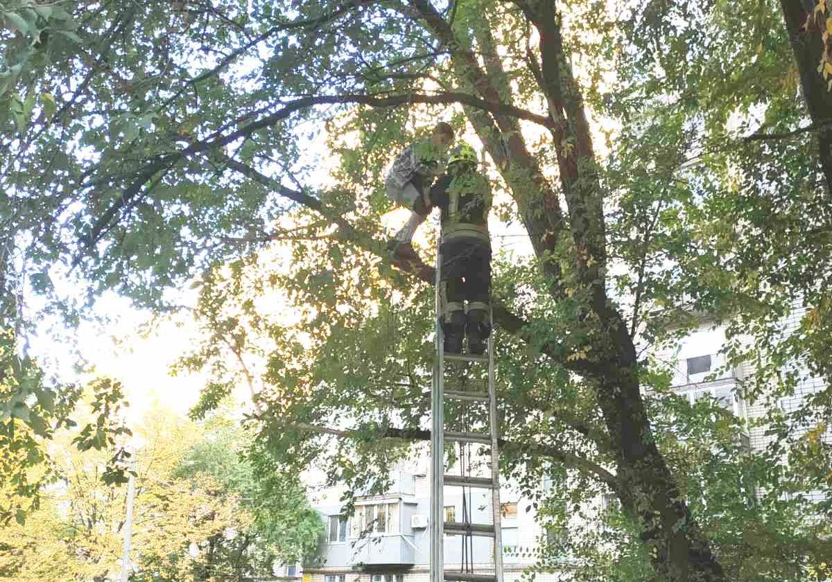 В Днепре ребенок застрял на дереве / фото: ГСЧС