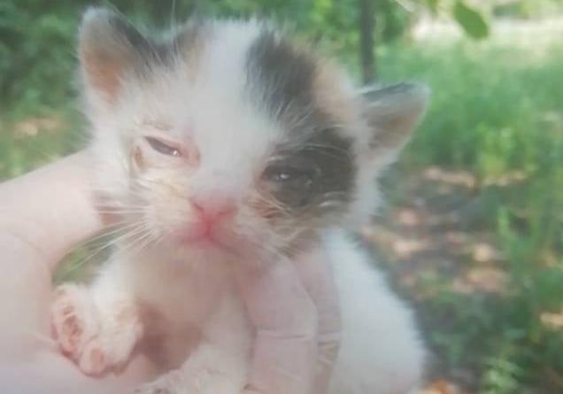 В Днепре крошечного котенка оставили на газоне умирать / фото: fb Помощь мини приюту "МЫ ЗА ПРАВО НА ЖИЗНЬ