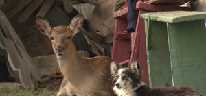 Дисней: в Одесской области люди приютили потерявшегося олененка