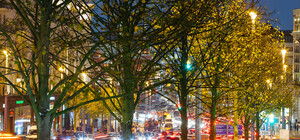 Важно знать: ученые вычислили подходящие для симферопольских улиц деревья