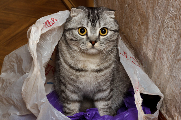 Днепряне носят котов в пакетах / фото: freepik.com